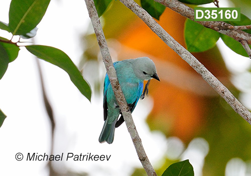 Blue-gray Tanager (Thraupis episcopus nesophilia)